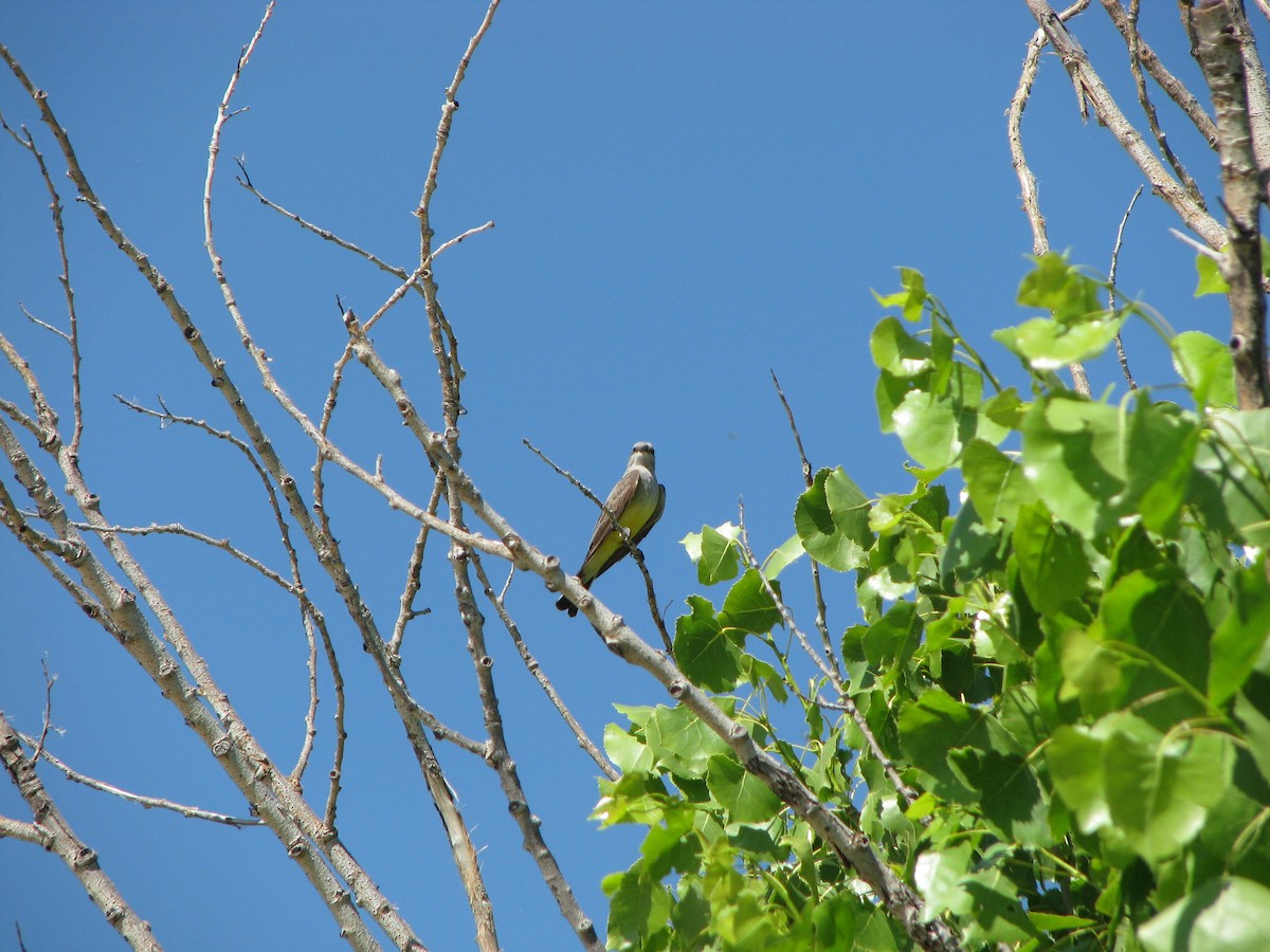 Western Kingbird - ML632633401