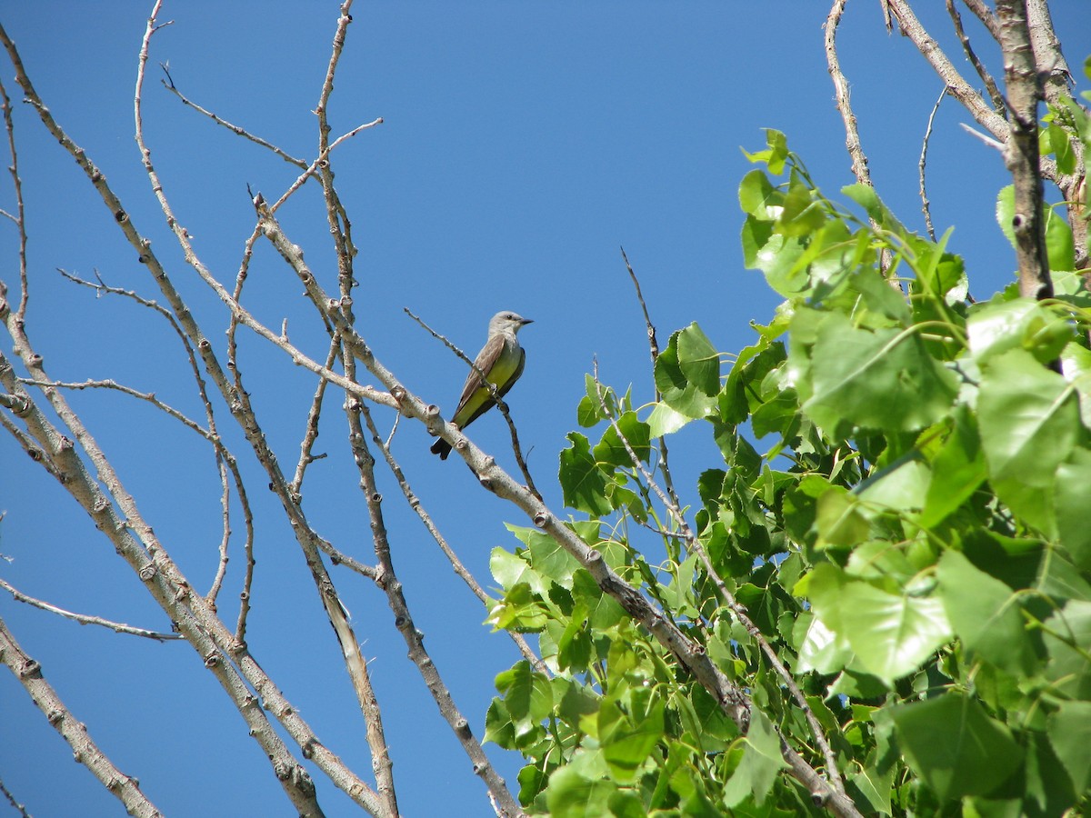 Western Kingbird - ML632633412