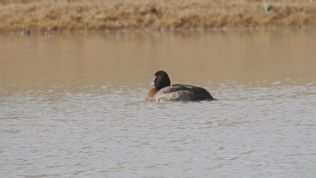 Greater Scaup - ML632633447