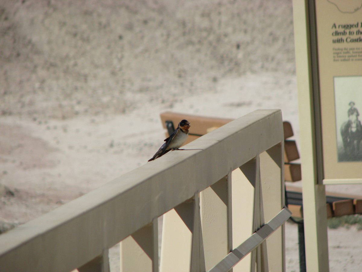 Barn Swallow - ML632633483