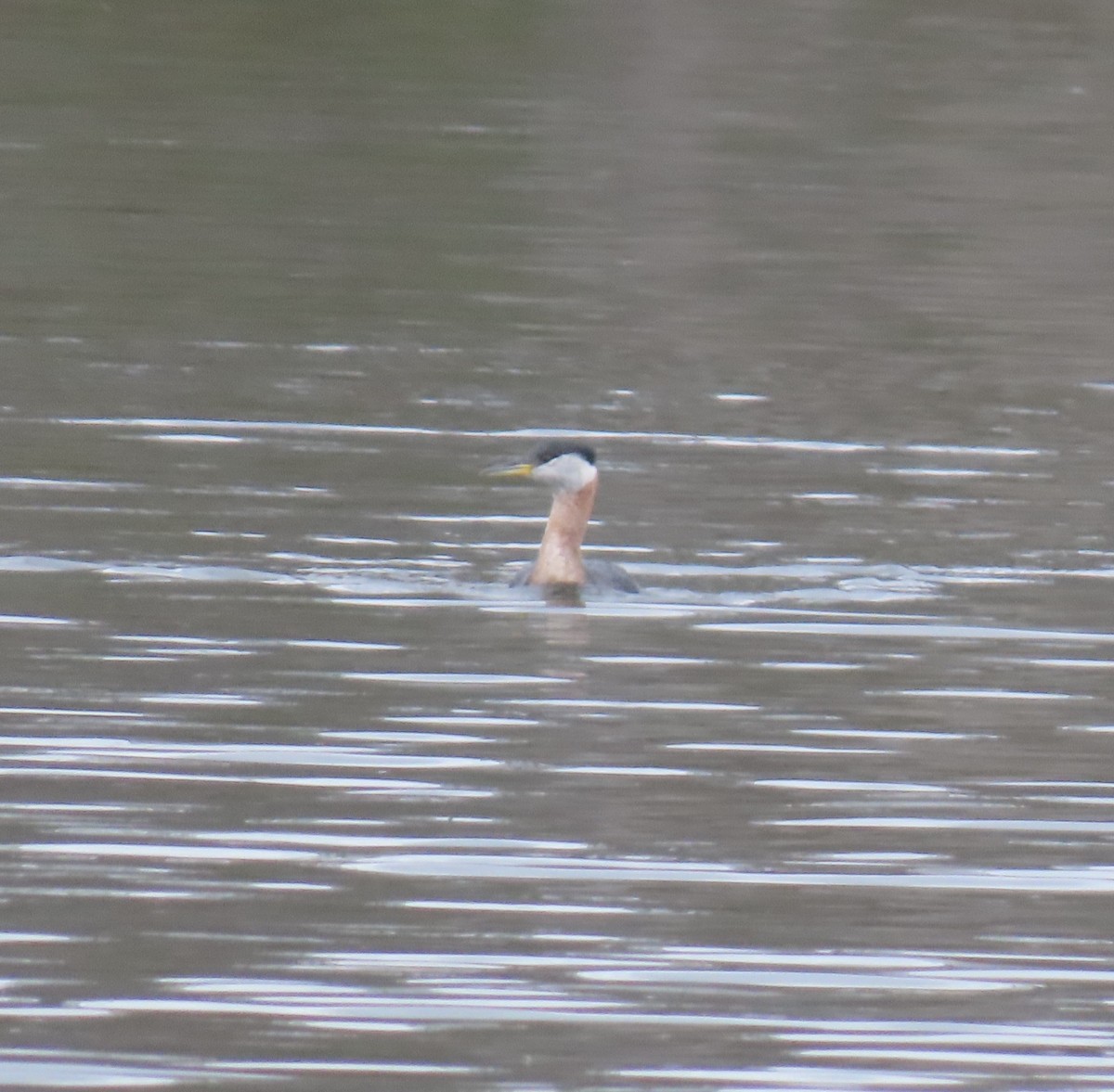 Red-necked Grebe - ML632633569