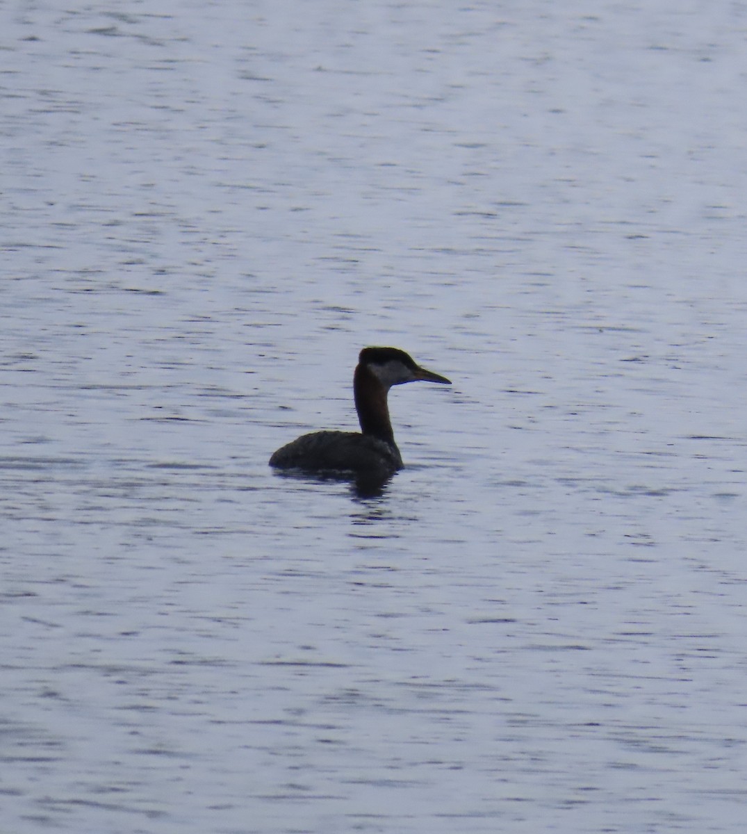 Red-necked Grebe - ML632633570