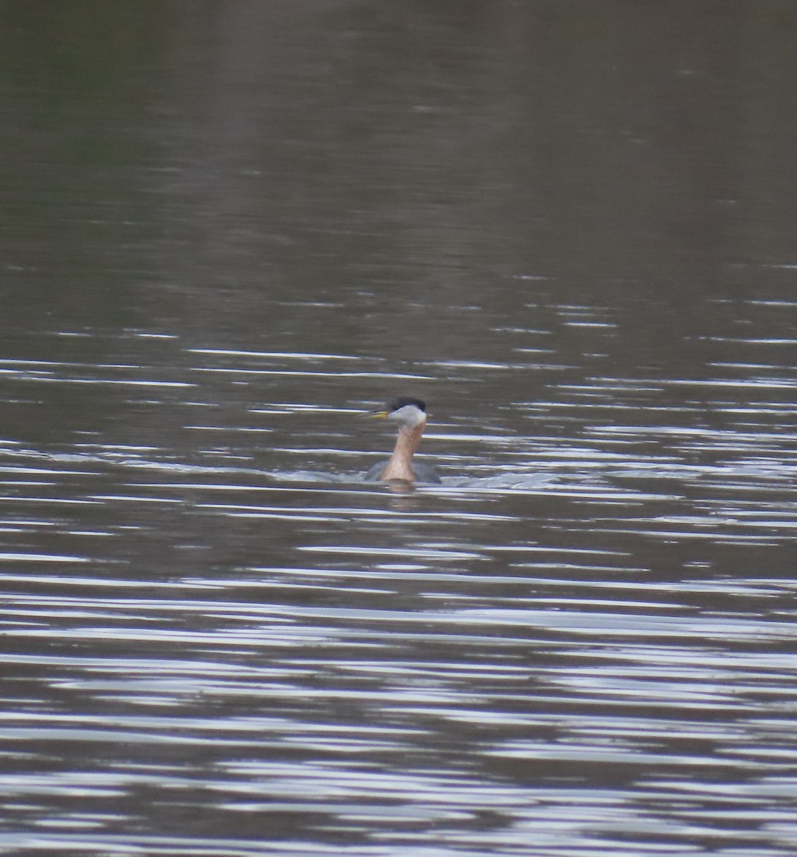 Red-necked Grebe - ML632633573