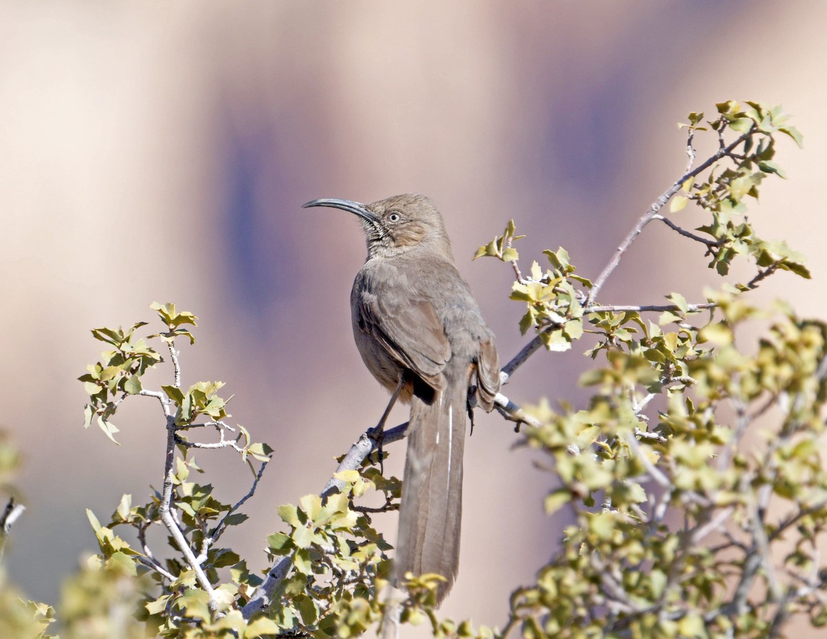 Crissal Thrasher - ML632633613