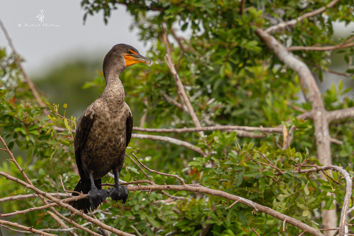 Double-crested Cormorant - ML632633614