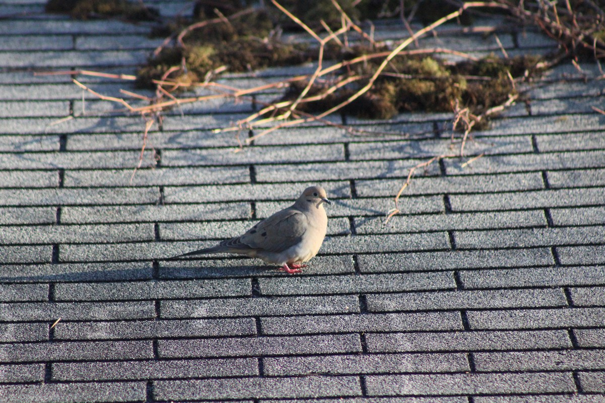 Mourning Dove - ML632633615