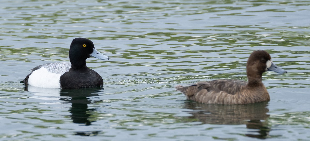 Lesser Scaup - ML632633618