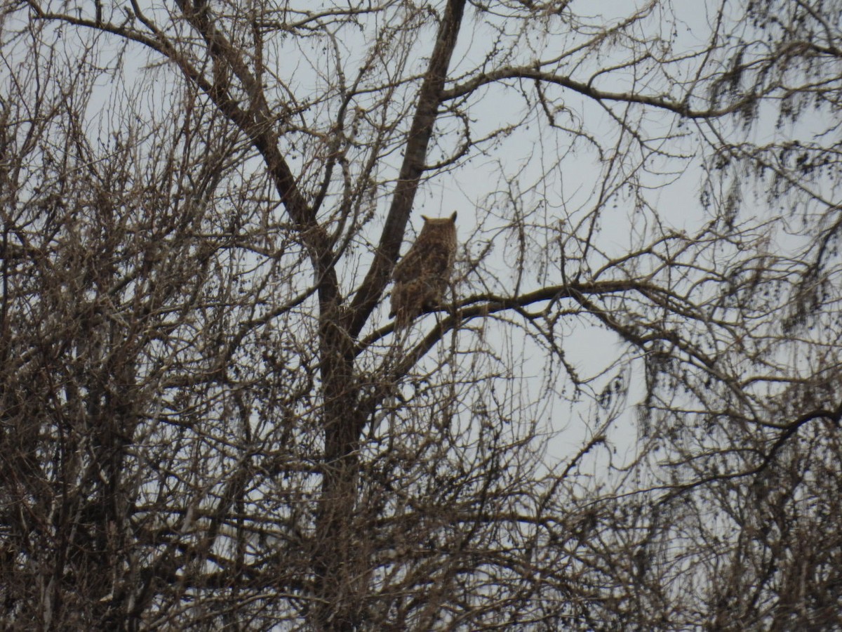 Great Horned Owl - ML632633620