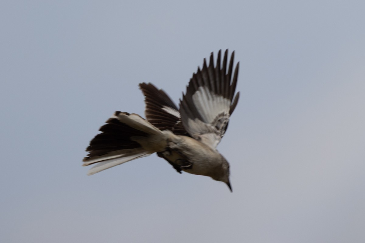 Northern Mockingbird - ML632633627
