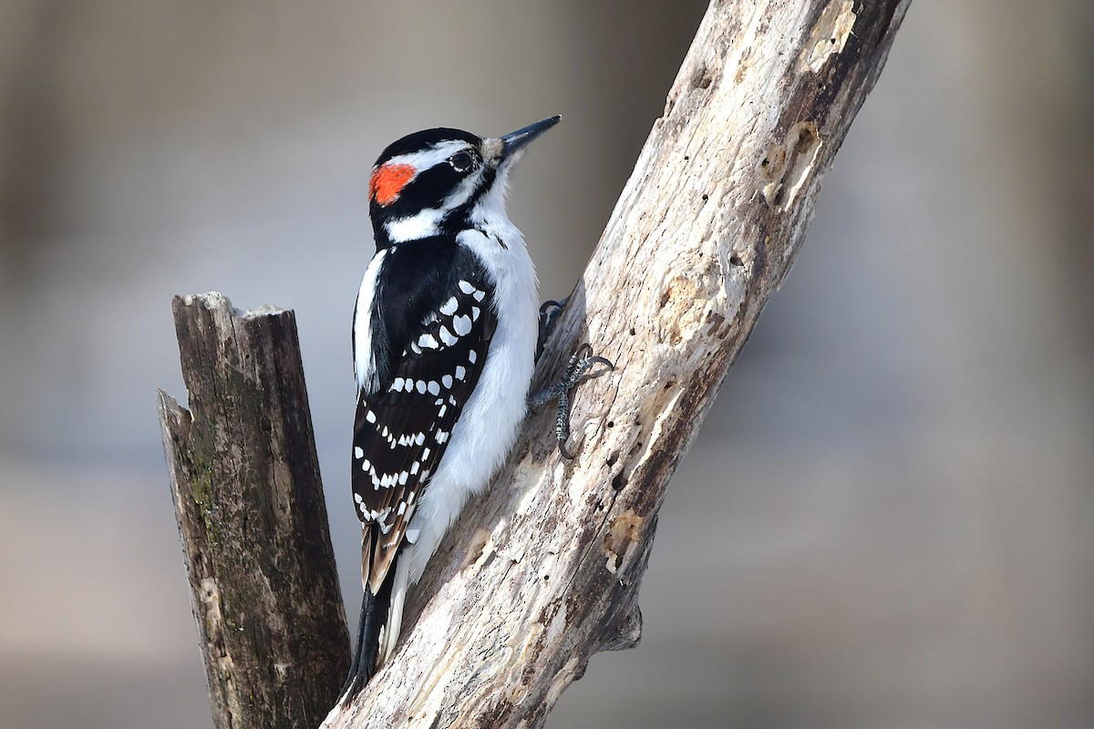 Hairy Woodpecker - ML632633630