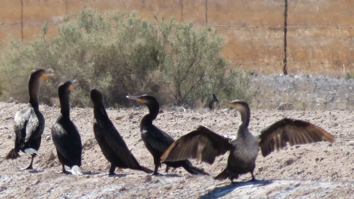 Double-crested Cormorant - ML632633632