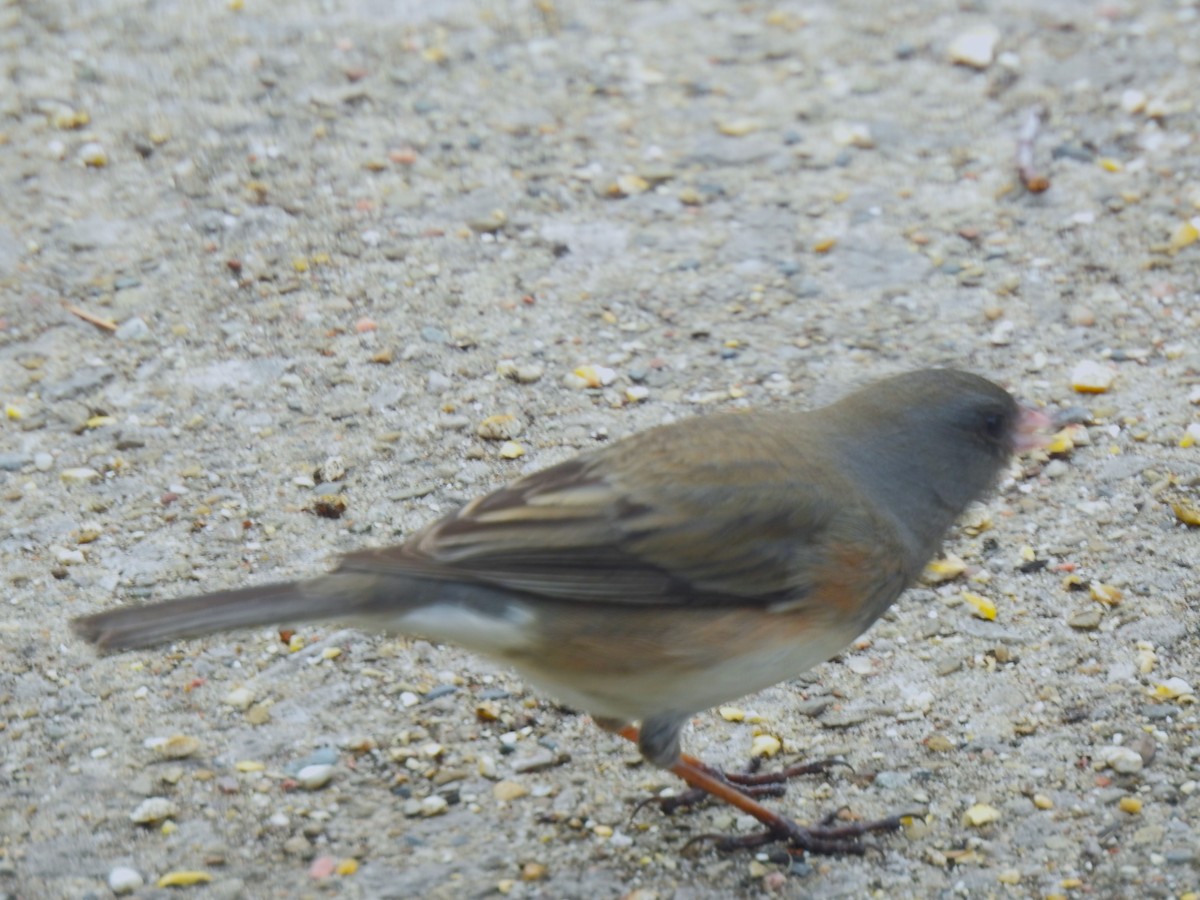 Dark-eyed Junco (cismontanus) - ML632633636