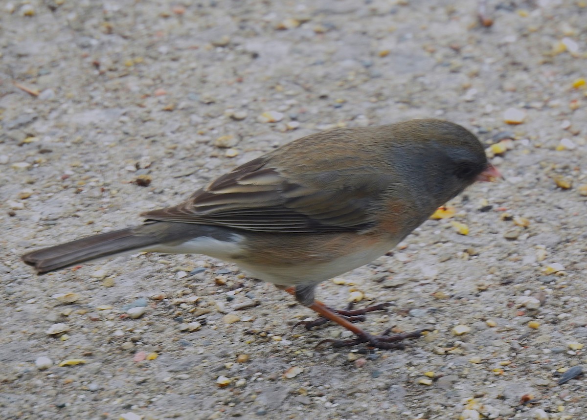 Dark-eyed Junco (cismontanus) - ML632633638