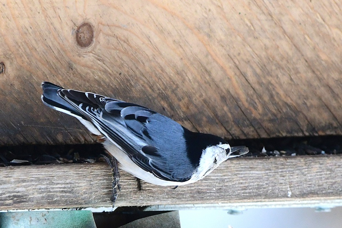 White-breasted Nuthatch - ML632633643