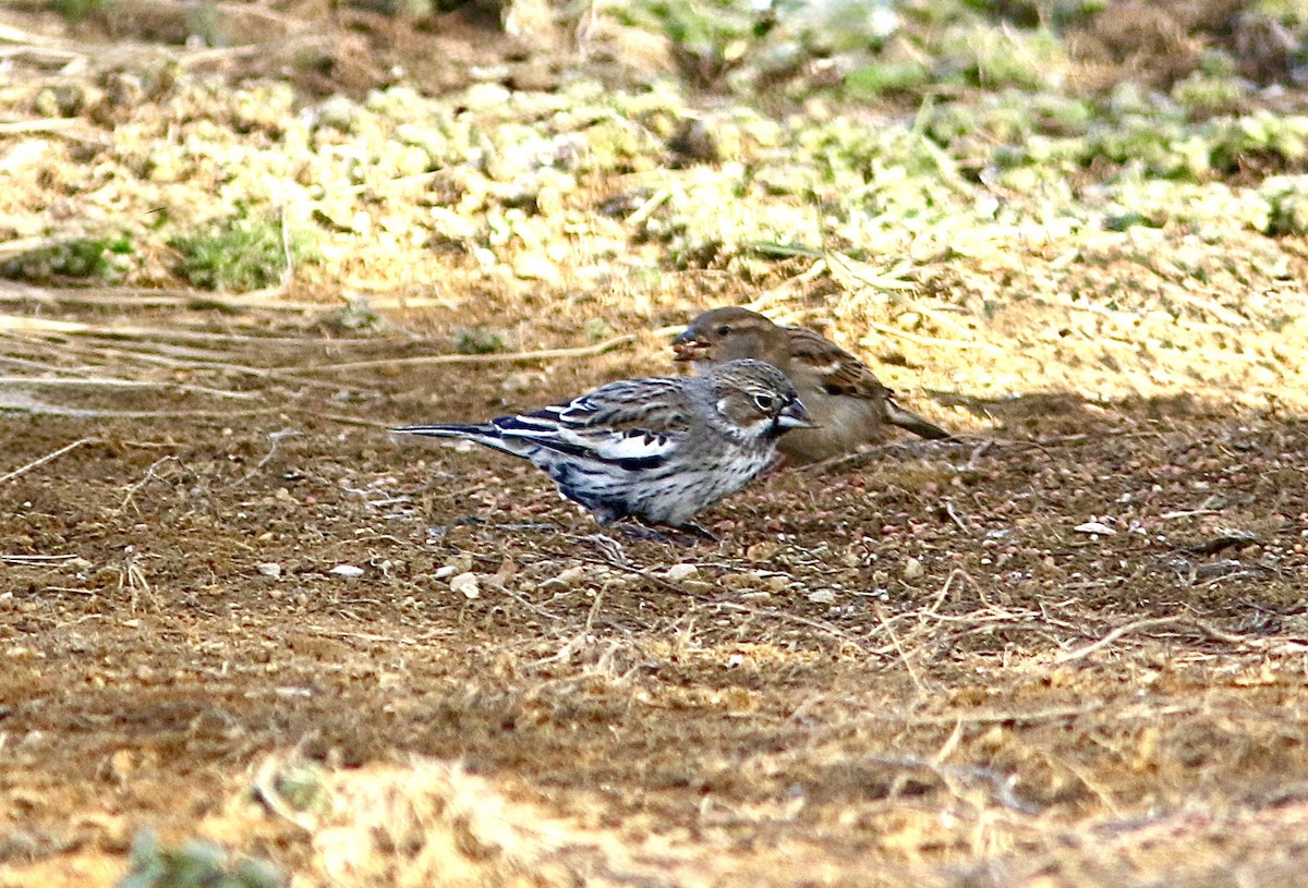Lark Bunting - ML632633644