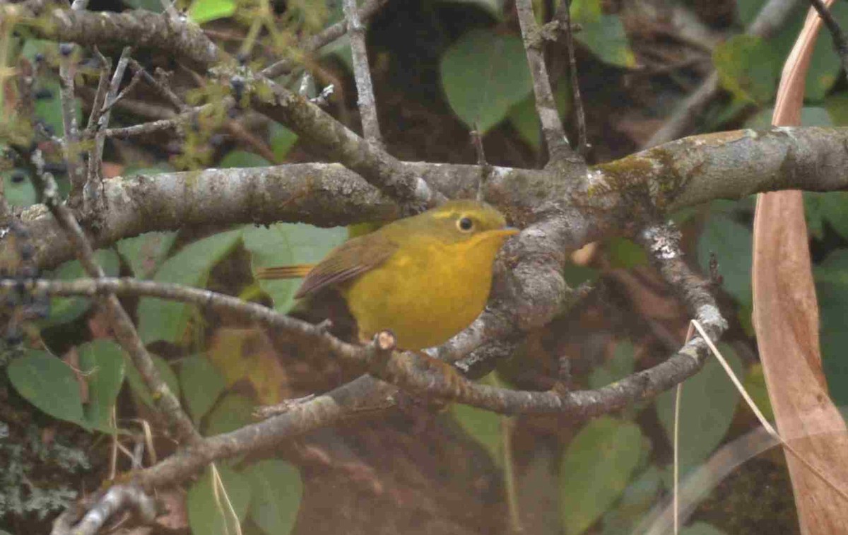 Golden Bush-Robin - ML632633646