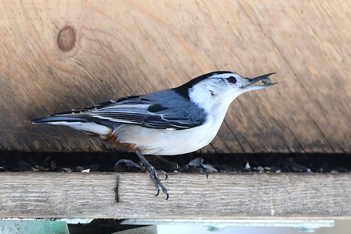 White-breasted Nuthatch - ML632633647