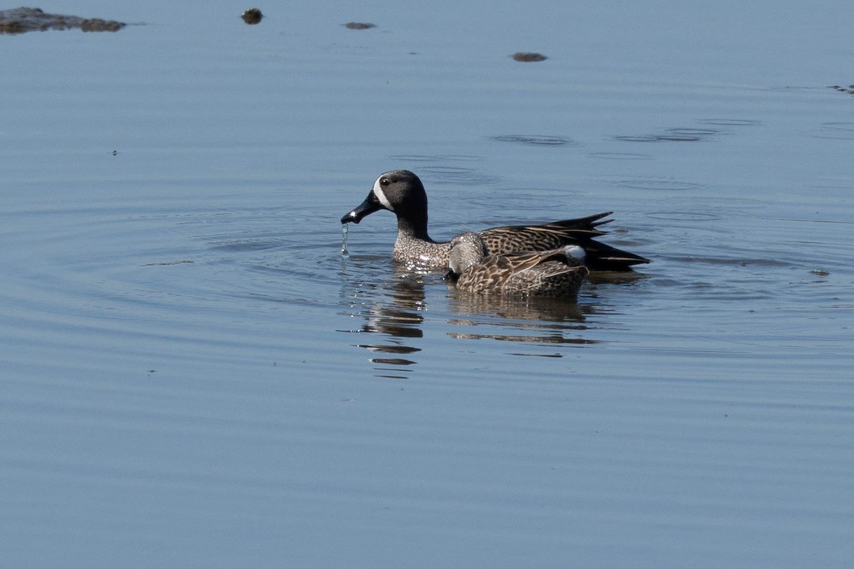 Blue-winged Teal - ML632633648
