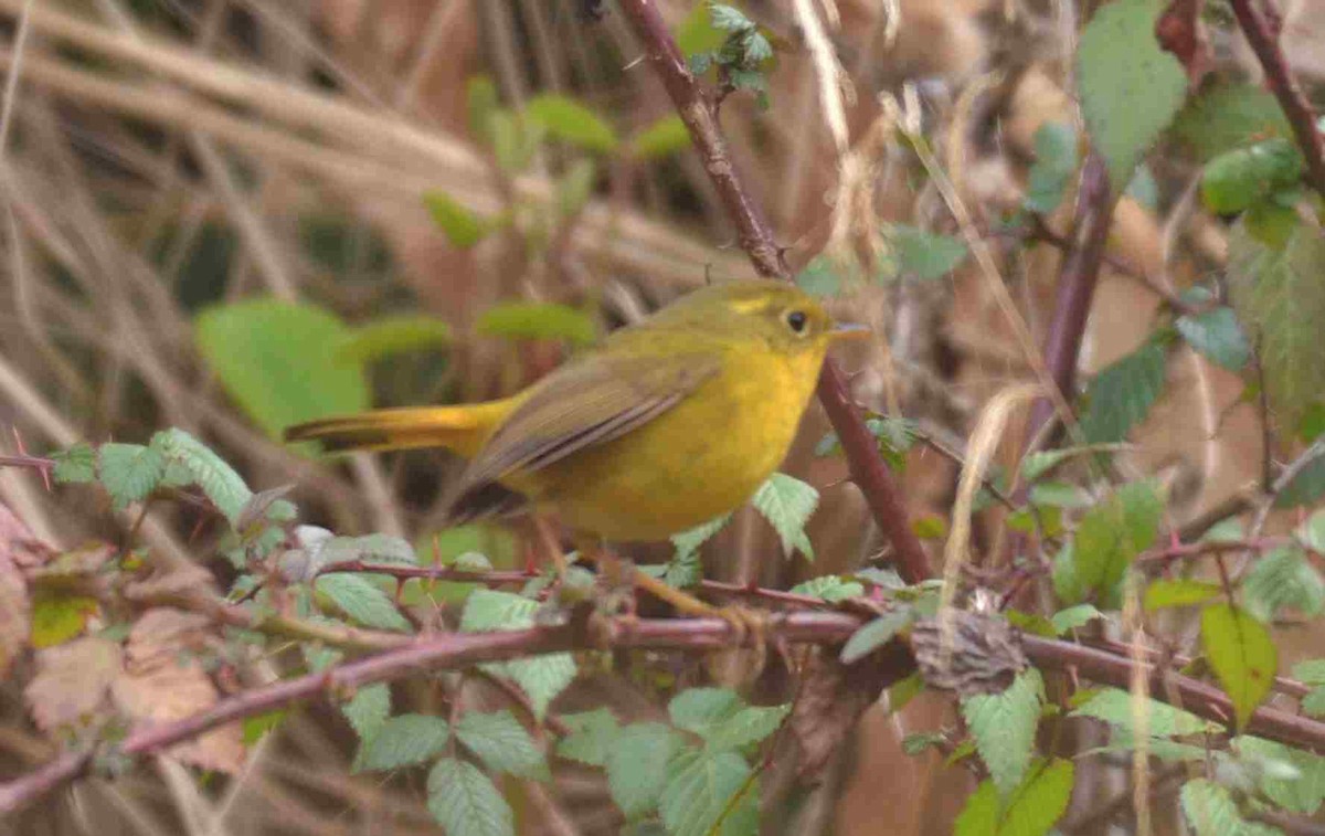 Golden Bush-Robin - ML632633652