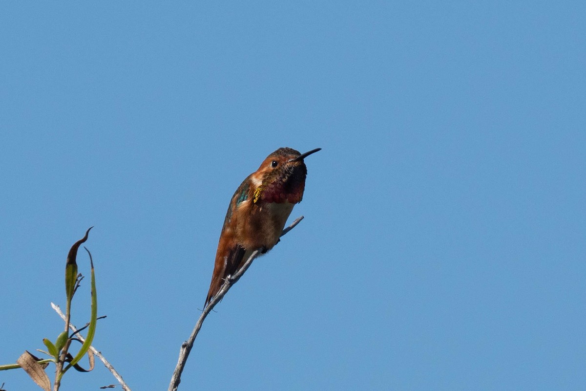 Allen's Hummingbird - ML632633653