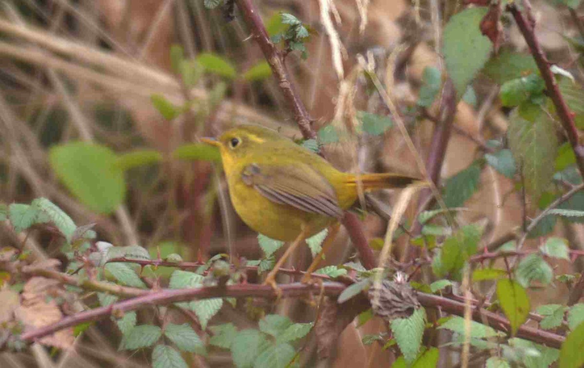 Golden Bush-Robin - ML632633654