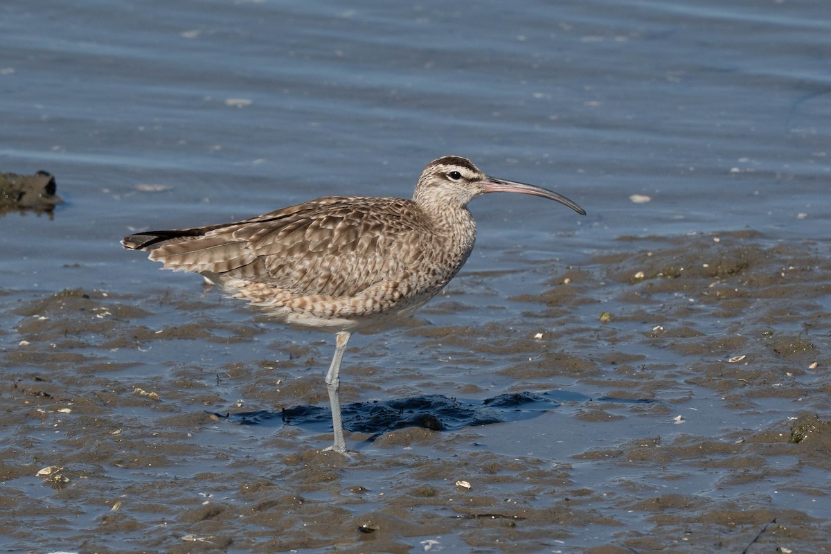 Whimbrel - ML632633657