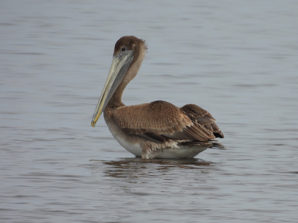 Brown Pelican - ML632633658