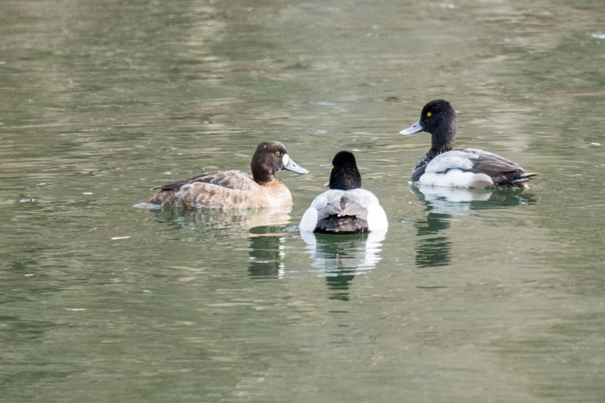 Lesser Scaup - ML632633659
