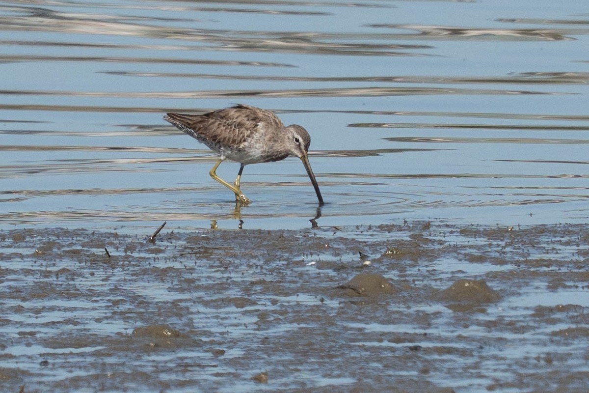 Short-billed/Long-billed Dowitcher - ML632633660
