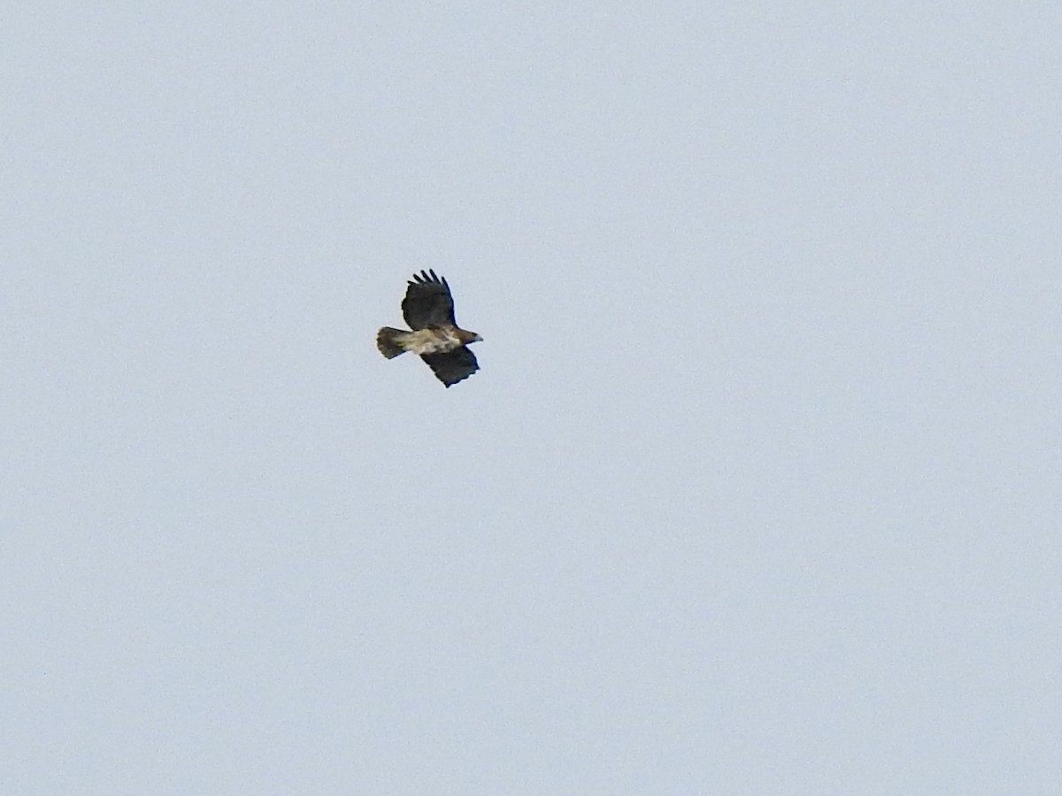 Red-tailed Hawk - ML632633679