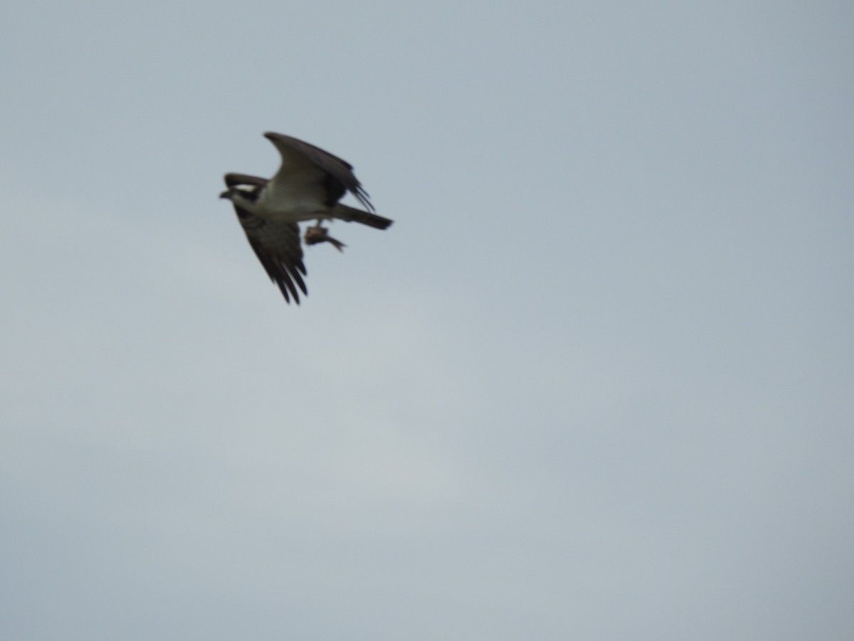 Osprey - ML632633733