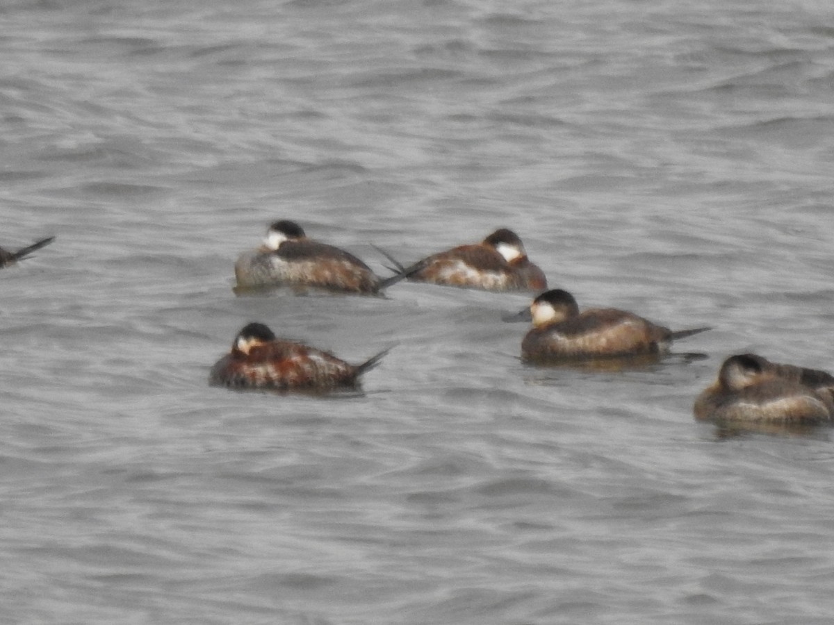 Ruddy Duck - ML632633767