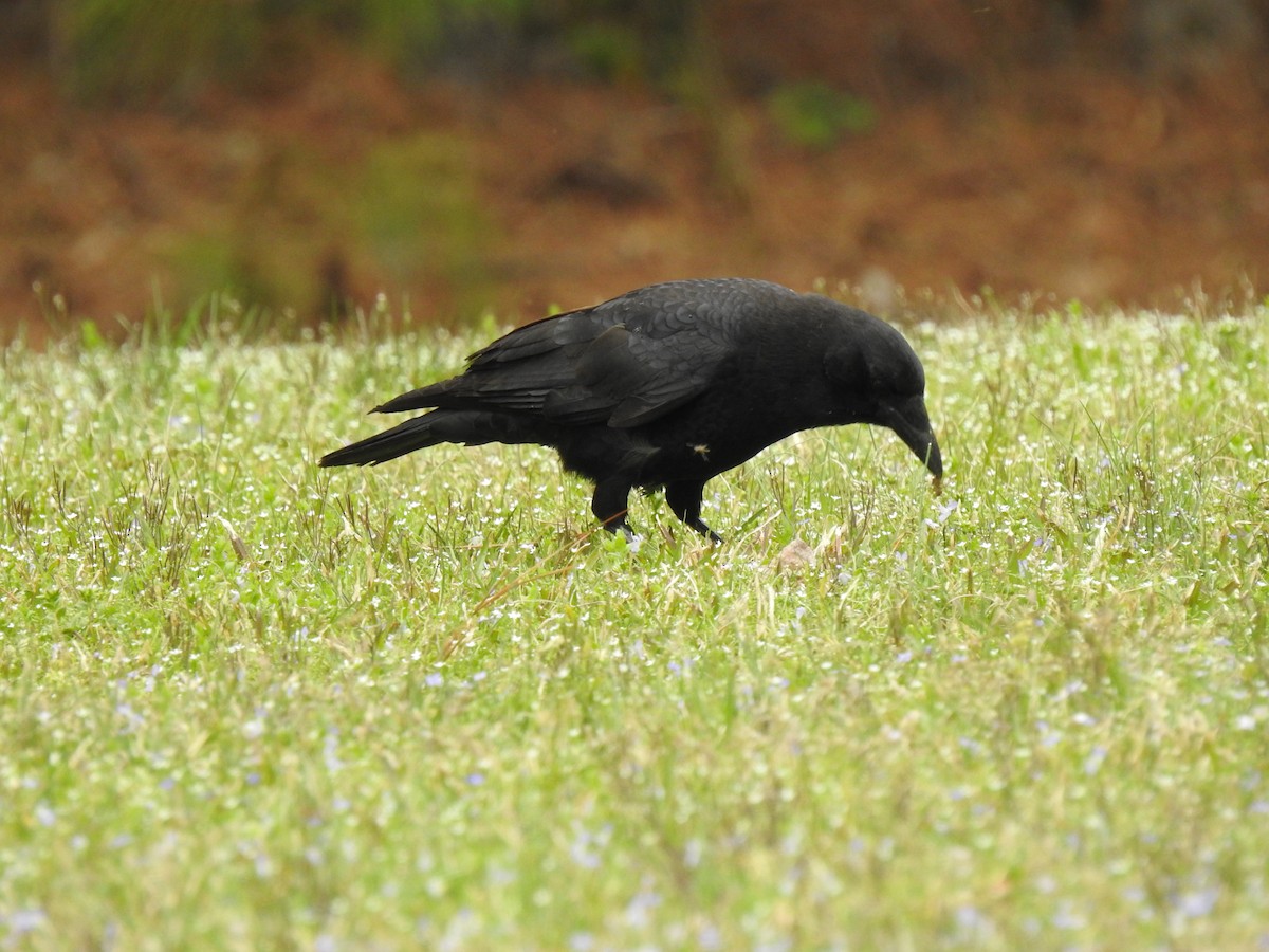 American Crow - ML632633796