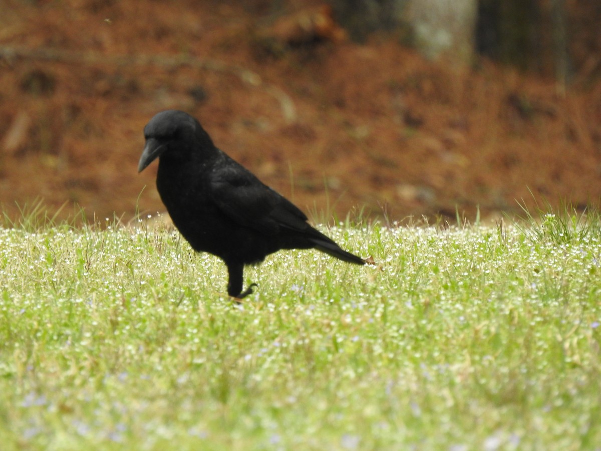 American Crow - ML632633797