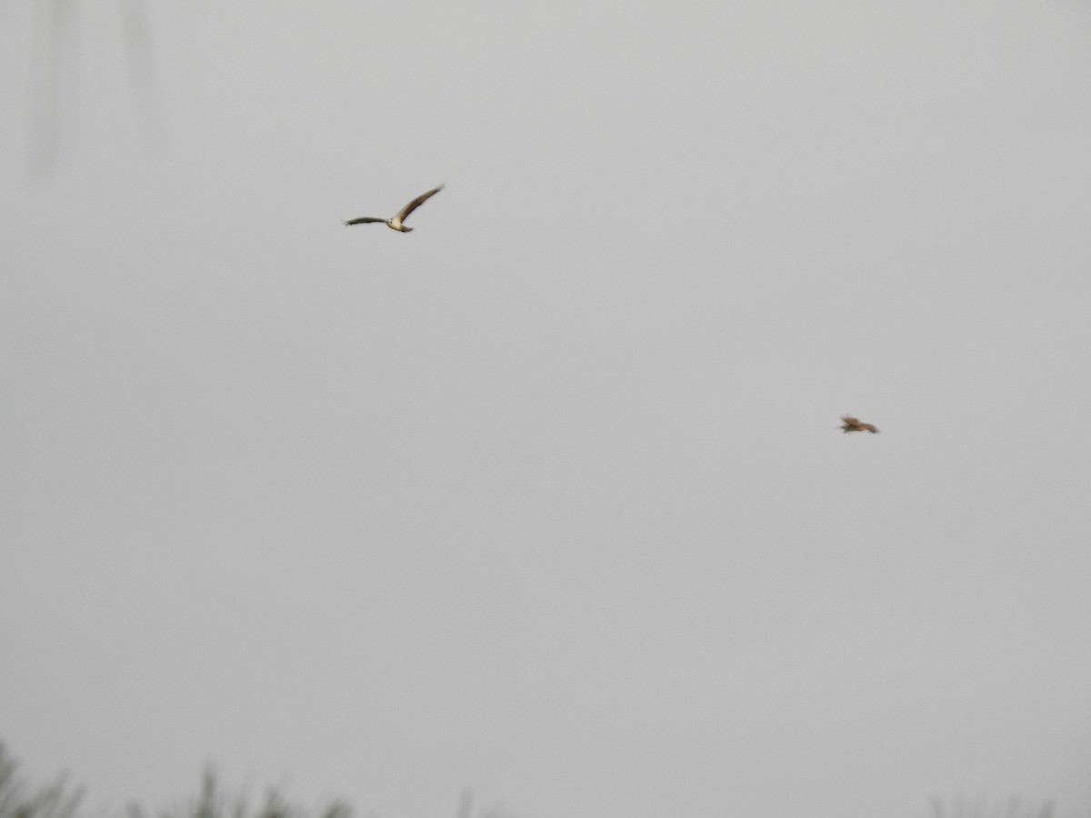 Osprey - ML632633898