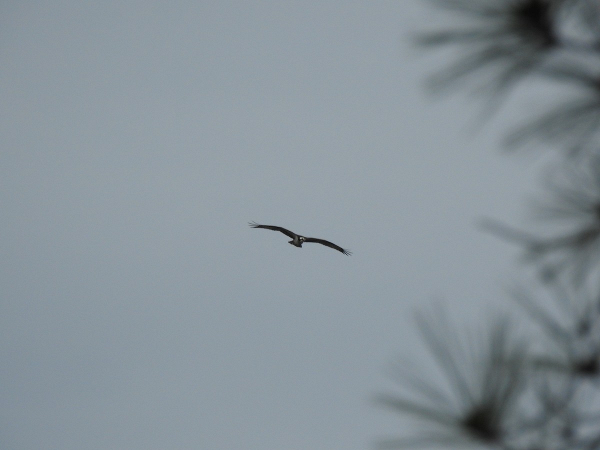 Osprey - ML632633899