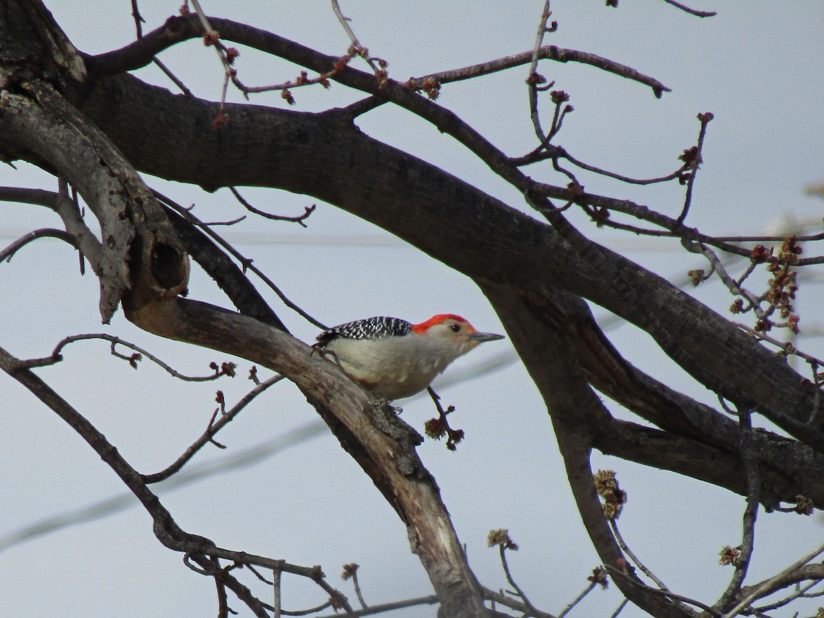 Red-bellied Woodpecker - ML632634125