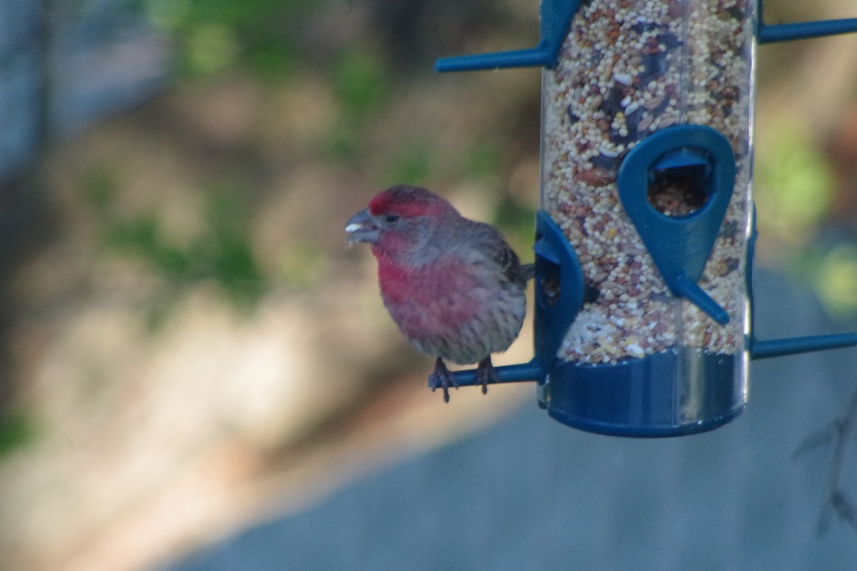 House Finch - ML632634165