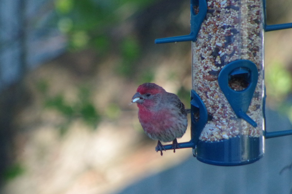House Finch - ML632634166