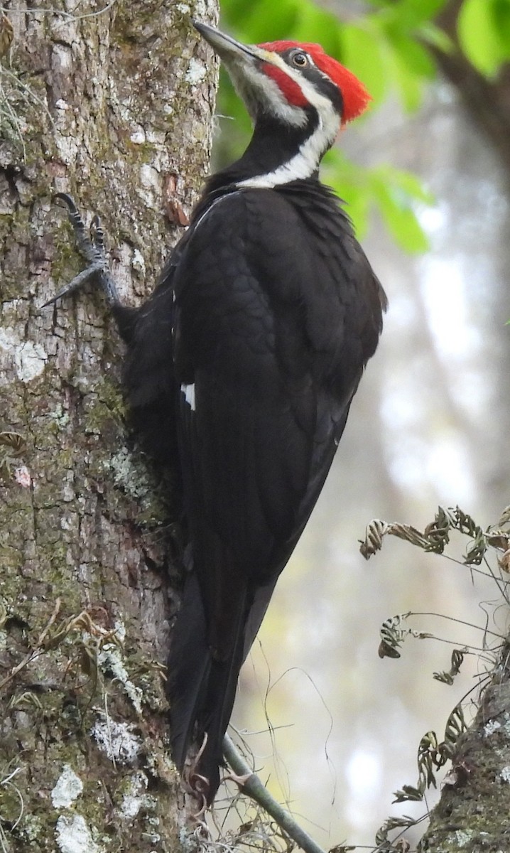 Pileated Woodpecker - ML632634182