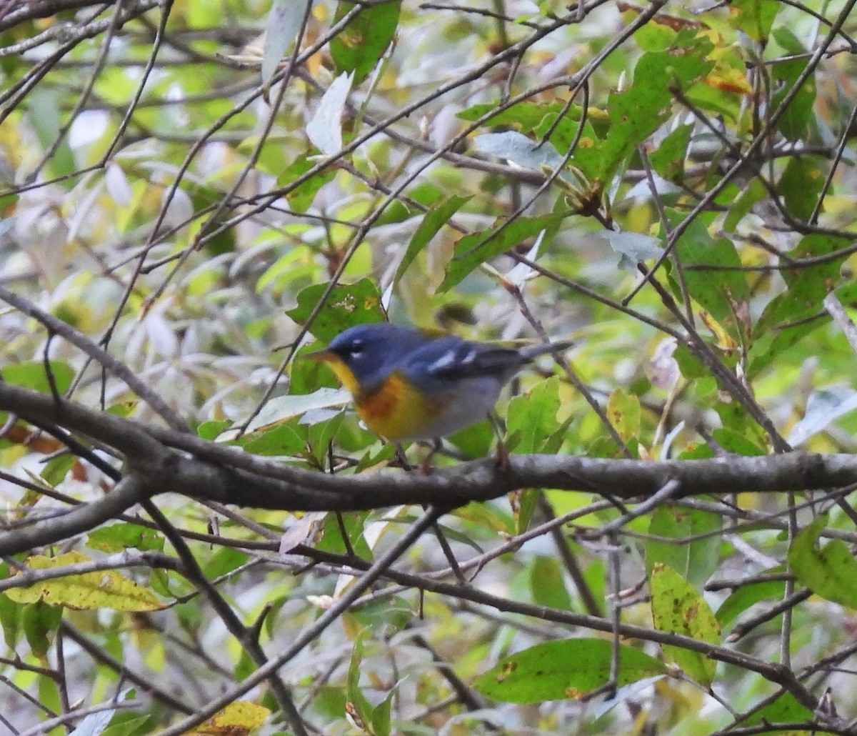 Northern Parula - ML632634232