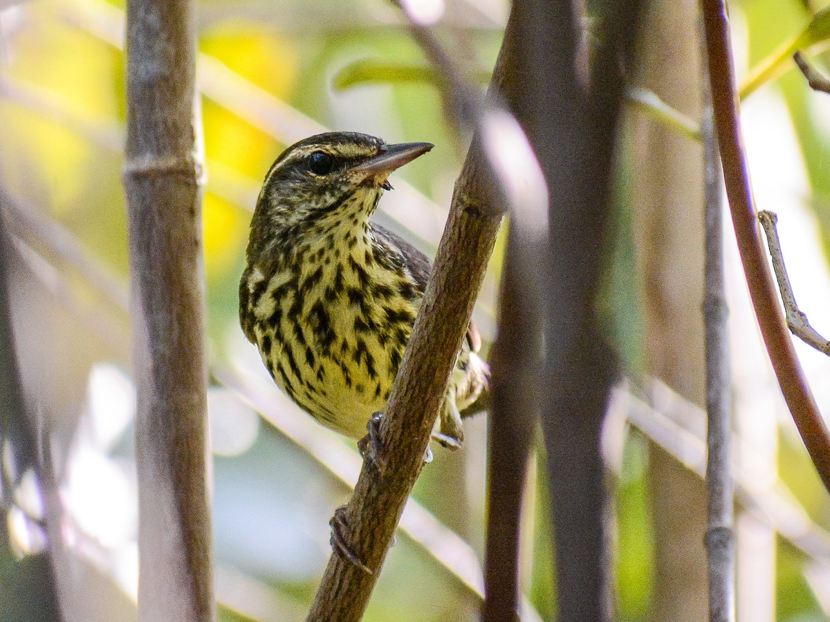 Northern Waterthrush - ML632634256