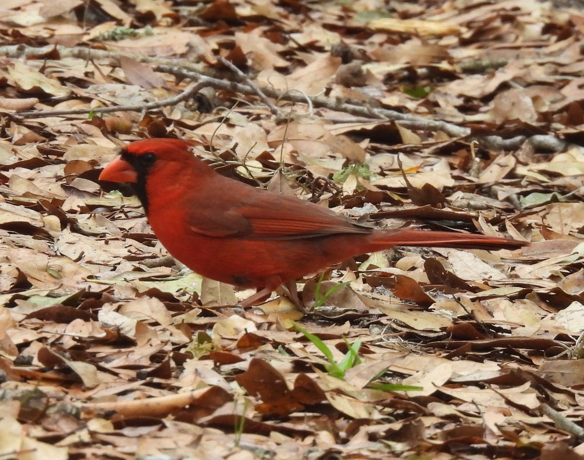 Northern Cardinal - ML632634273