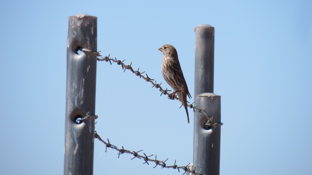 House Finch - ML632634337