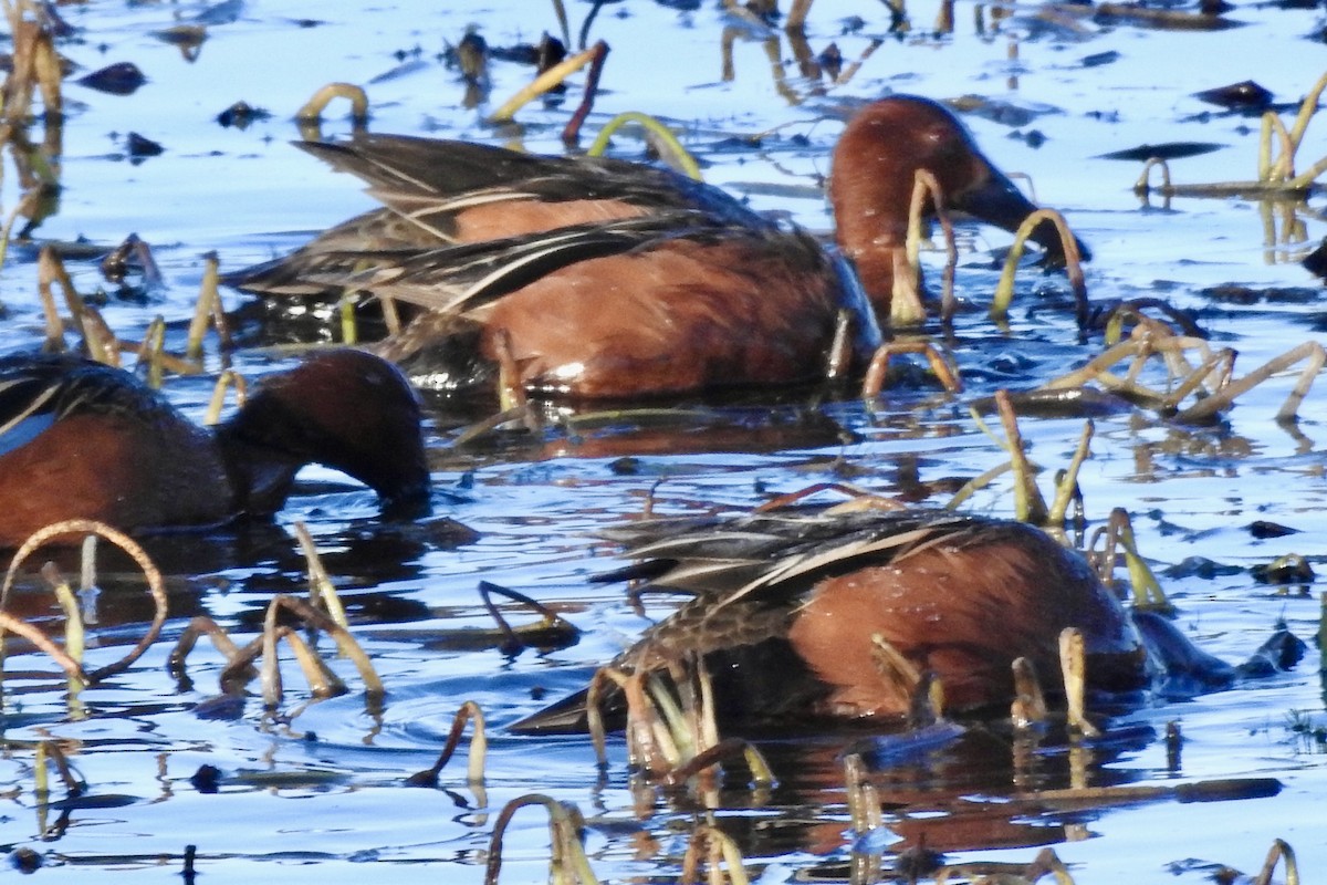 Cinnamon Teal - ML632634344