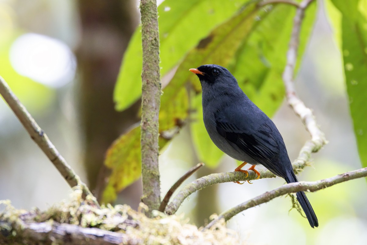 Black-faced Solitaire - ML632634406
