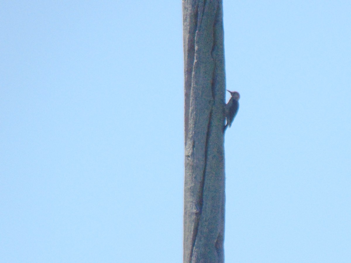 Golden-fronted Woodpecker - ML632634422