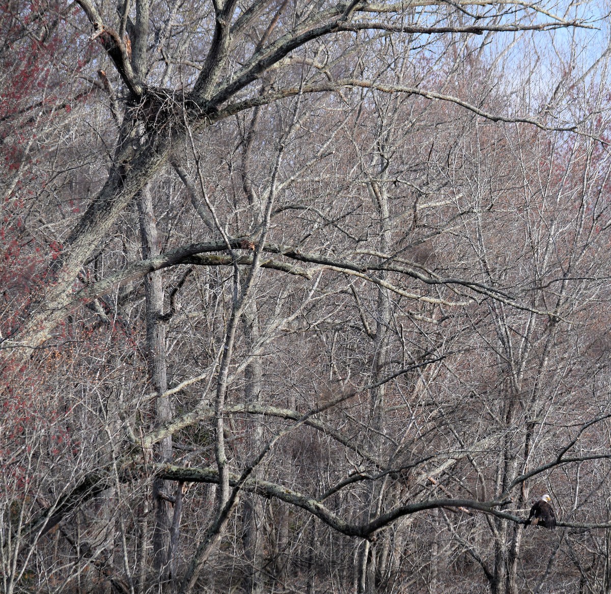 Weißkopf-Seeadler - ML632634500