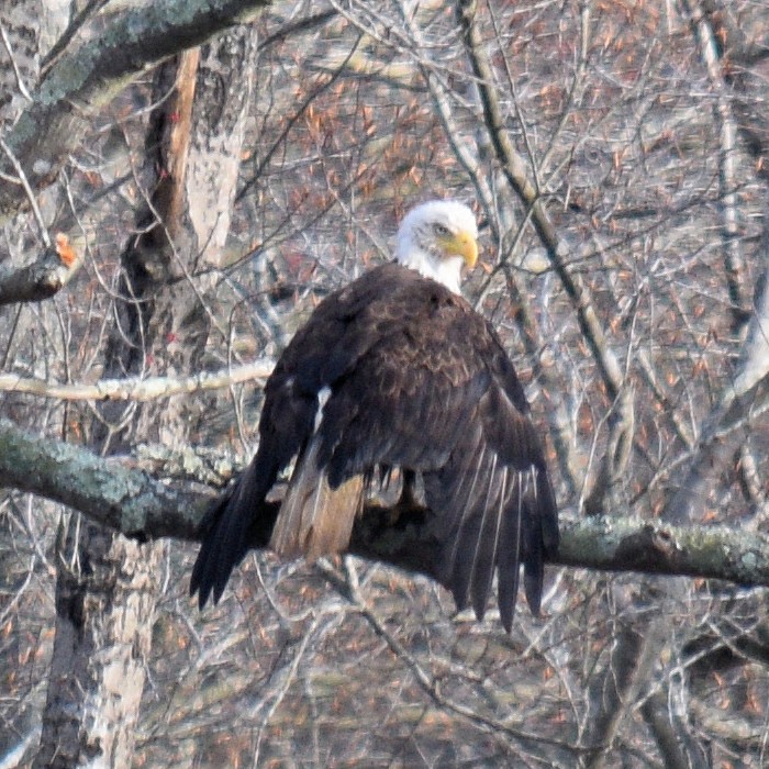 Weißkopf-Seeadler - ML632634511