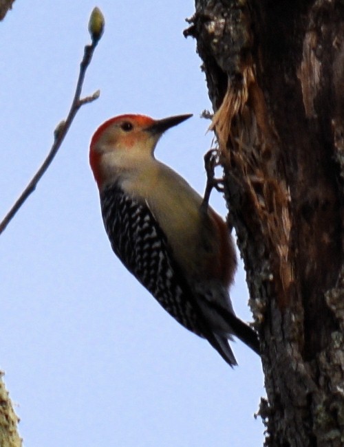 Red-bellied Woodpecker - ML632634524